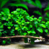 Anubias nana mini