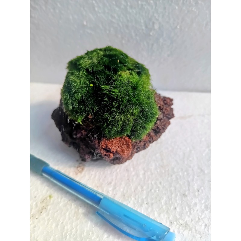 Cladophora aegagropila na lava kamenu