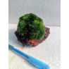 Cladophora aegagropila na lava kamenu