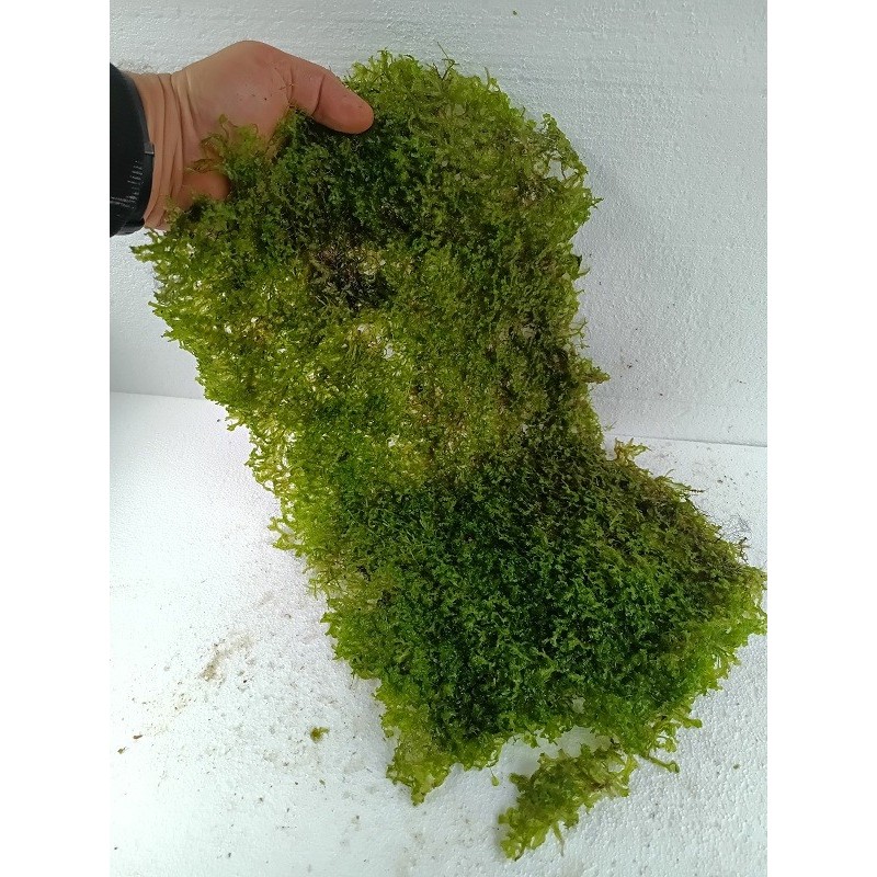 Monosolenium tenerum tepih