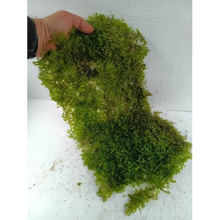 Monosolenium tenerum tepih