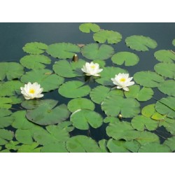 Nymphaea "White"
