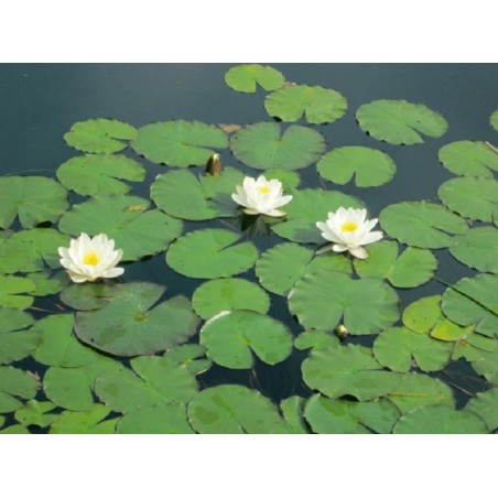 Nymphaea "White"