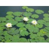 Nymphaea "White"