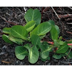 Anemopsis californica