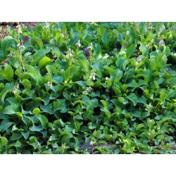 Anemopsis californica