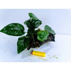 Anubias barteri na panju