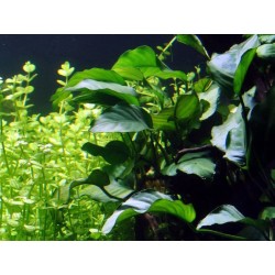 Anubias barteri na panju