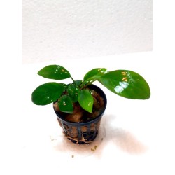 Anubias nangi