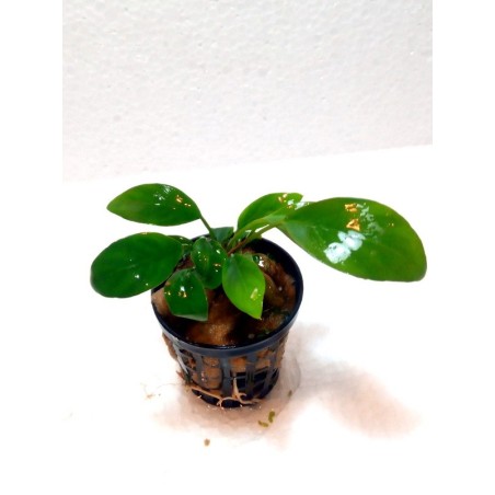 Anubias nangi
