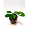 Anubias nangi