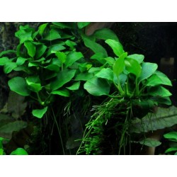 Anubias nangi