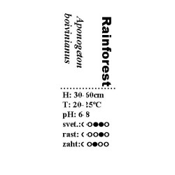 Aponogeton boivinianus lukovica