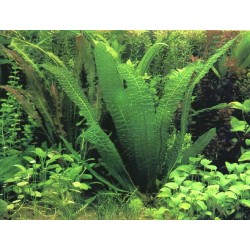 Aponogeton boivinianus lukovica