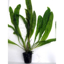 Aponogeton boivinianus