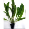 Aponogeton boivinianus