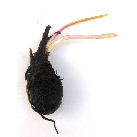 Aponogeton henkelianus lukovica