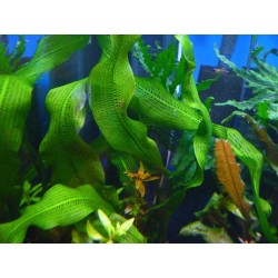 Aponogeton henkelianus lukovica