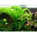 Aponogeton ulvaceus lukovica