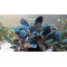 Bucephalandra sp Blue