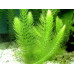 Ceratophyllum demersum