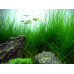 Eleocharis acicularis