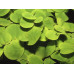 Phyllanthus fluitans