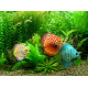 Biljke za akvarijume sa diskusima
