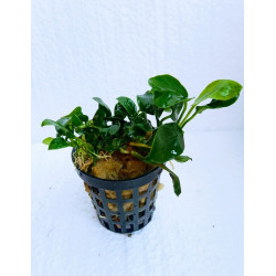 Anubias nana mini