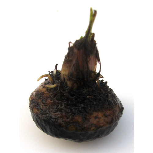 Aponogeton boivinianus lukovica