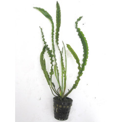 Aponogeton longiplumulosus