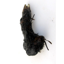 Aponogeton madagascariensis lukovica