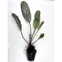 Aponogeton madagascariensis
