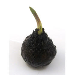 Aponogeton ulvaceus lukovica