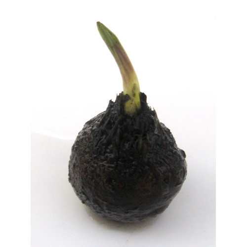 Aponogeton ulvaceus lukovica