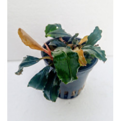 Bucephalandra sp Blue