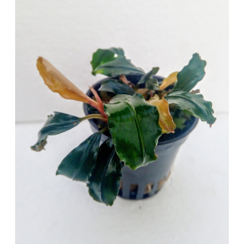 Bucephalandra sp Blue