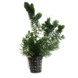 Ceratophyllum demersum