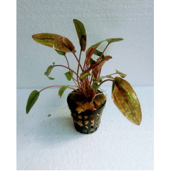 Cryptocoryne Flamingo