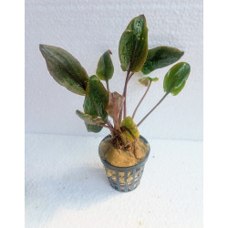Cryptocoryne walkerii