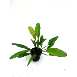 Echinodorus janii