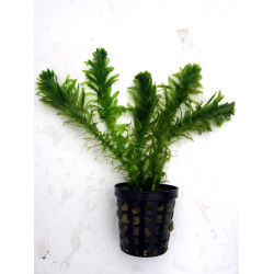 Egeria densa