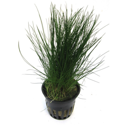 Eleocharis acicularis