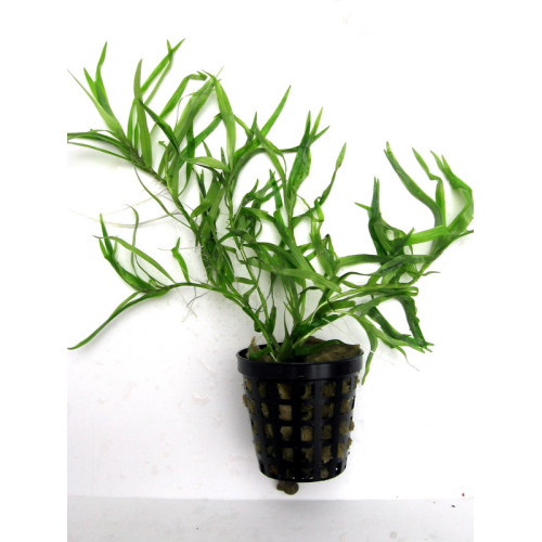 Heteranthera zosterifolia