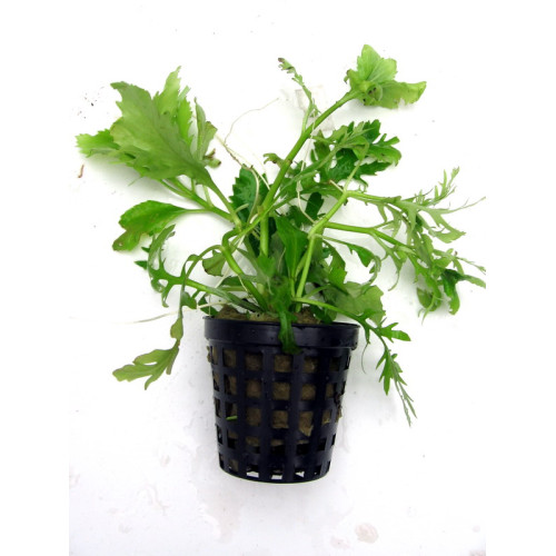 Hygrophila difformis