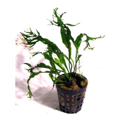 Microsorum pteropus  windelov