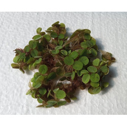 Salvinia minima